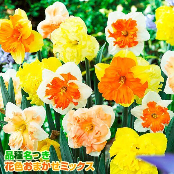 スイセン 球根 バタフライ水仙お楽しみ福袋 (品種見計らい・名称付き) 40球