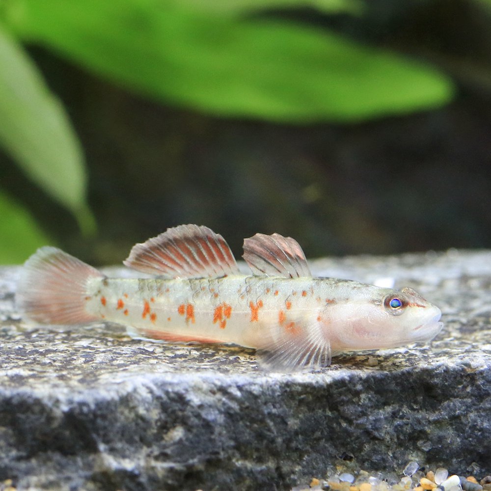 （熱帯魚）リノゴビウス　ゾウイ（１匹）　北海道・九州航空便要保温　ＣＲＣ13―50―00―00―00