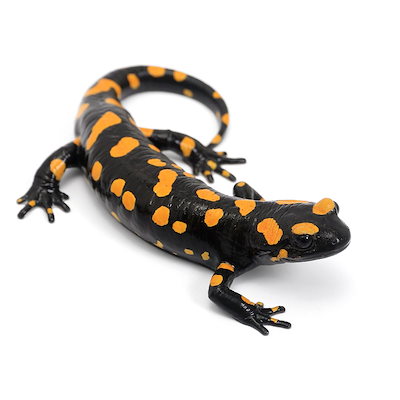 レア!ウルフガイ2 狼の鎮魂歌サウンドトラック レア!ウルフガイ2 狼の鎮魂歌サウンドトラック Amazon.co.jp