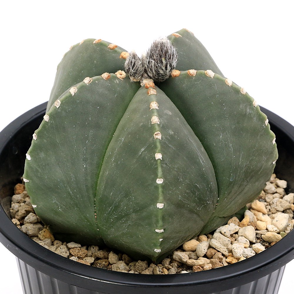 （多肉植物）サボテン　アストロフィツム　碧瑠璃鸞鳳玉（ヘキルリランポウギョク）　５号（１鉢）　ＣＲＣ15―62―95―00―00