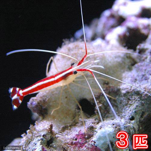 （海水魚）エビ　スカンクシュリンプ　Ｓサイズ（３匹）　北海道・九州航空便要保温　ＣＲＣ26―40―10―20―00