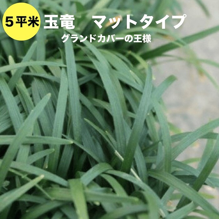 タマリュウ（玉竜）マットタイプ ３０枚 約５平米 産地直送 グランドカバー 竜のヒゲ