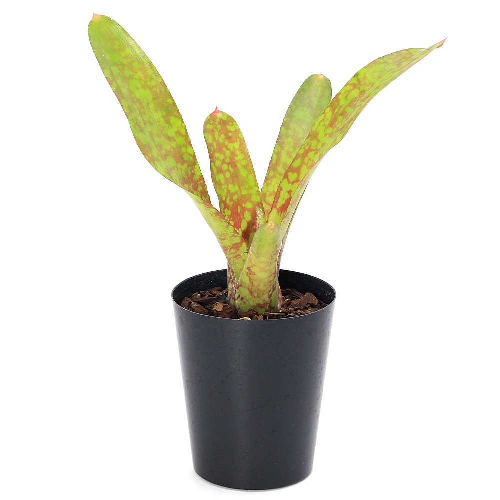 （観葉植物）ネオレゲリア　ゴールドフィーバー　３号（１株）タンクブロメリア　ＣＲＣ15―30―20―22―00