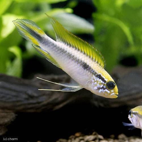 （熱帯魚）アピストグラマ・アガシジィ　フラミンゴ（ワイルド）（１ペア）　北海道・九州航空便要保温　ＣＲＣ13―28―16―00―00