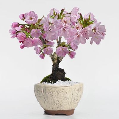 盆栽 桜 さくらの信楽茶碗鉢 ミニ盆栽 陶器鉢4号 樹齢5年 盆栽ギフト かわいい おしゃれ 初心者 贈り物 ギフト プレゼント 誕生日 バレンタイン さくら 母の日 sakura bonsai