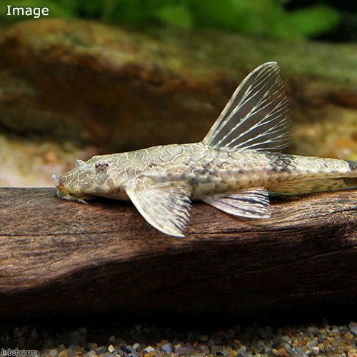 （熱帯魚）ヘミロリカリア・テフェアナ（１匹）　北海道・九州航空便要保温　ＣＲＣ13―40―20―00―00