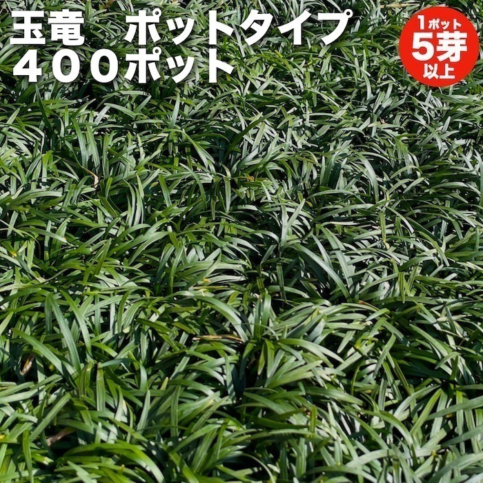 タマリュウ（玉竜）ポットタイプ 400ポット 約4平米から16平米分 産地直送 グランドカバー