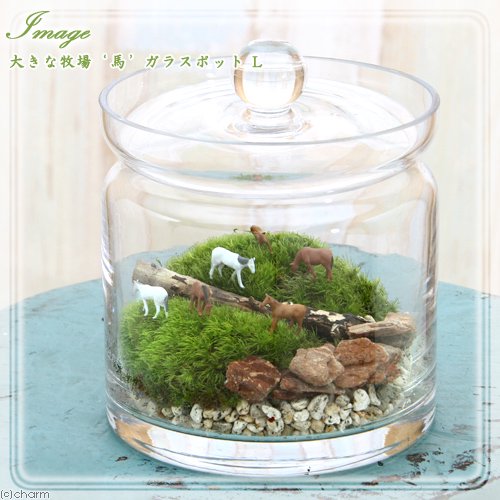 （観葉植物）苔テラリウム　大きな牧場　馬　ガラスポットＬ　説明書付　コケテラリウム　苔テラ　コケテラ　苔　インテリア　ＣＲＣ15―70―40―00―00