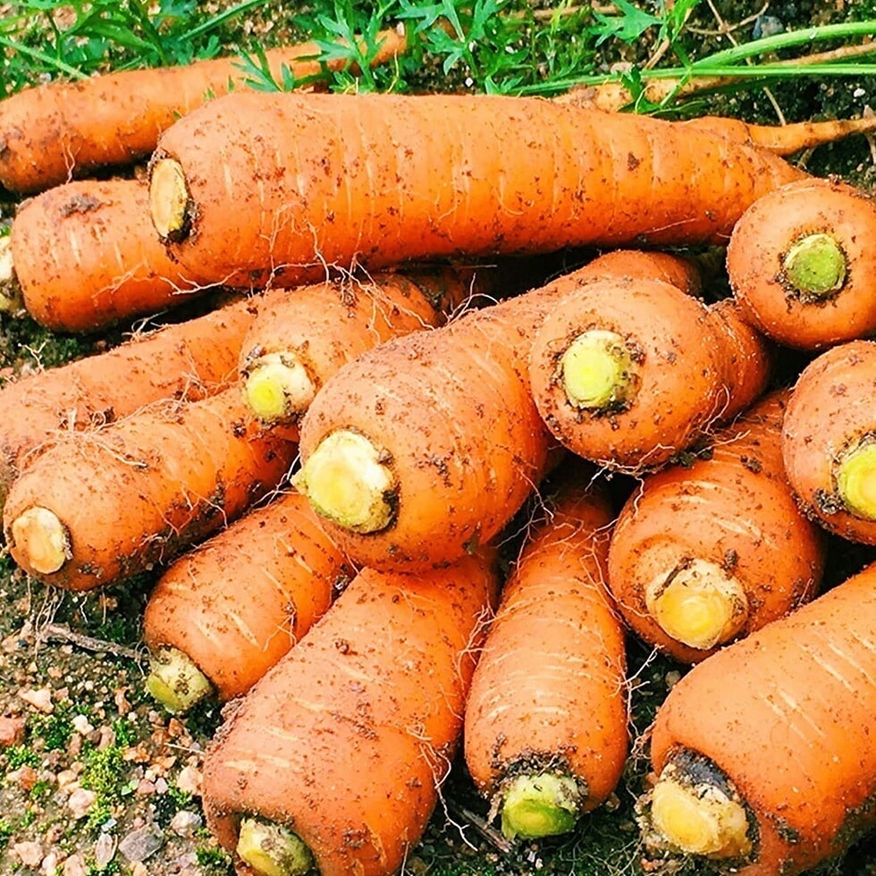 訳あり 国産 にんじん 10kg 人参 サイズバラバラ 濃厚な味わい にんじんジュース カレー