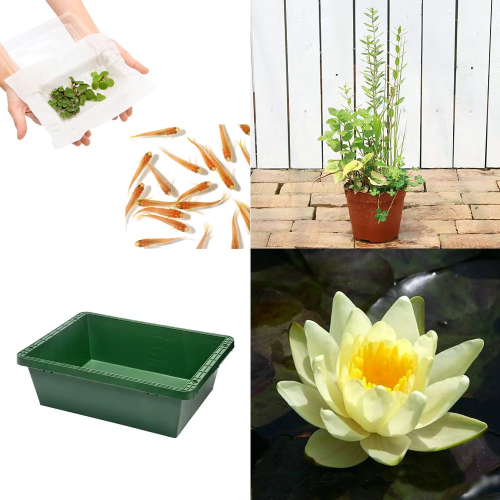 （ビオトープ）（めだか）本格派ビオトープセット　温帯性睡蓮（スイレン）（黄）　ヒメダカ付　説明書付　本州四国限定　ＣＲＣ15―10―20―30―40