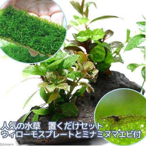 （エビ）（水草）人気の水草　置くだけセット　ウィローモスプレートとミナミヌマエビ付（水中葉）　ＣＲＣ13―70―22―00―00