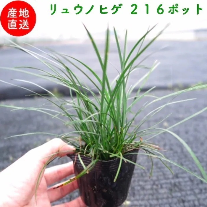 リュウノヒゲ（竜の髭）９cmポット ２１６株