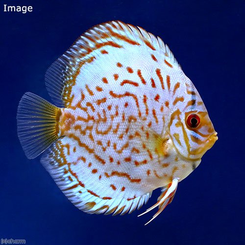 （熱帯魚）ブリリアントターコイズ・ディスカス（Lサイズ）（１匹）　北海道・九州航空便要保温　ＣＲＣ13―31―10―00―00