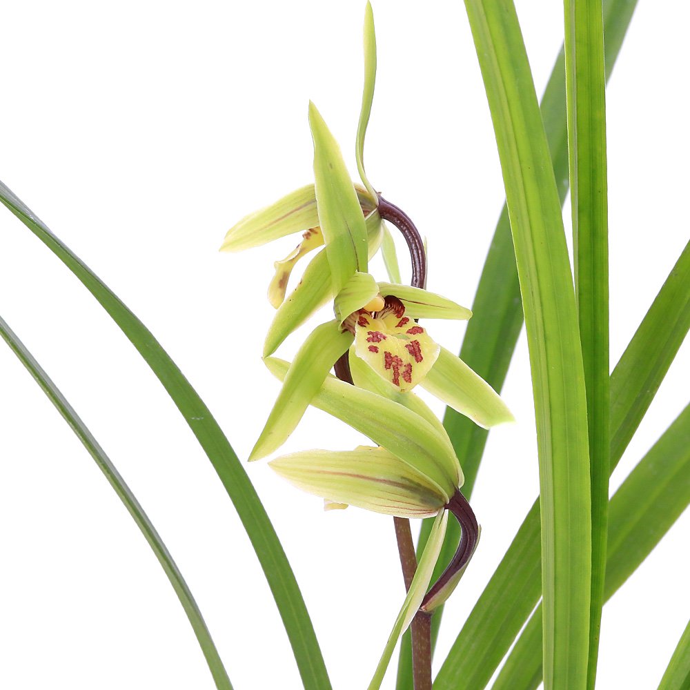 （山野草）カンラン（寒蘭）　青花品種　平城（ヘイジョウ）　３号（１ポット）日本寒蘭　古典園芸（休眠状態）　ＣＲＣ15―55―10―00―00