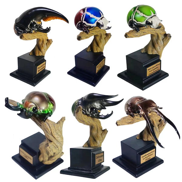 Qoo10] 博物志 甲虫類 ハナムグリ ニジイロクワ