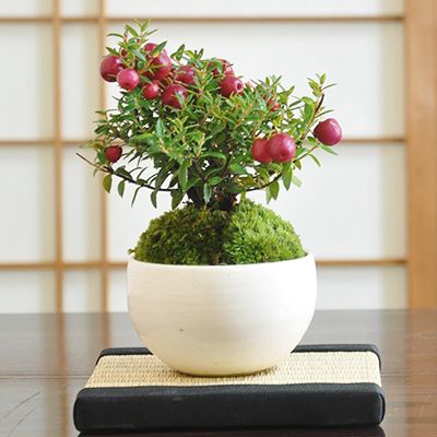 真珠の木(ペルネチア) 赤【盆栽 ミニ盆栽 鉢植】