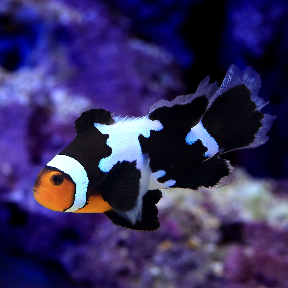 （海水魚）ロングフィンブラックスノーフレークオセラリス（ブリード）（１匹）　ＣＲＣ26―30―16―10―00