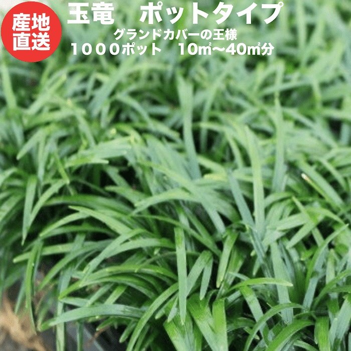 売り切れ必至! タマリュウ(玉竜)ポットタイプ 1000ポット 約10平米から40平米分 産地直送 グランドカバー 芝生 売り切れ必至! タマリュウ(玉竜)ポットタイプ 1000ポット 約10平米から40平米分 産地直送 グランドカバー 芝生