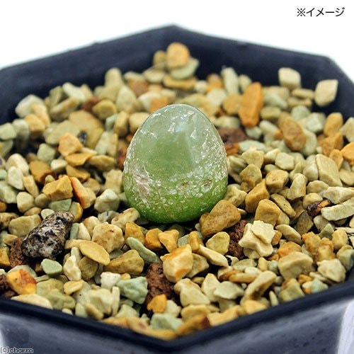 （多肉植物）コノフィツム　ブルゲリ　実生　２．５号（１鉢）　ＣＲＣ15―60―55―00―00