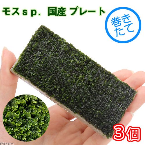 （水草）巻きたて　モスｓｐ．国産　プレート（無農薬）（３個）　北海道航空便要保温　ＣＲＣ12―18―35―60―00