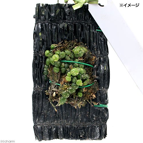 （観葉植物）洋ラン　バルボフィラム　モニリフォルメ（１株）　ＣＲＣ15―63―40―00―00