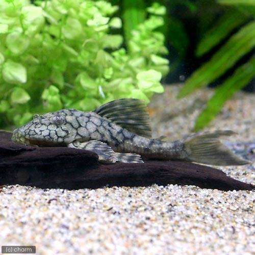 （熱帯魚）スネークスキン・プレコ（ワイルド）（１匹）　北海道航空便要保温　ＣＲＣ13―44―60―00―00 8,062円