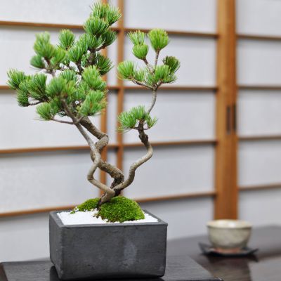 昇り龍五葉松【盆栽 ミニ盆栽 鉢植】