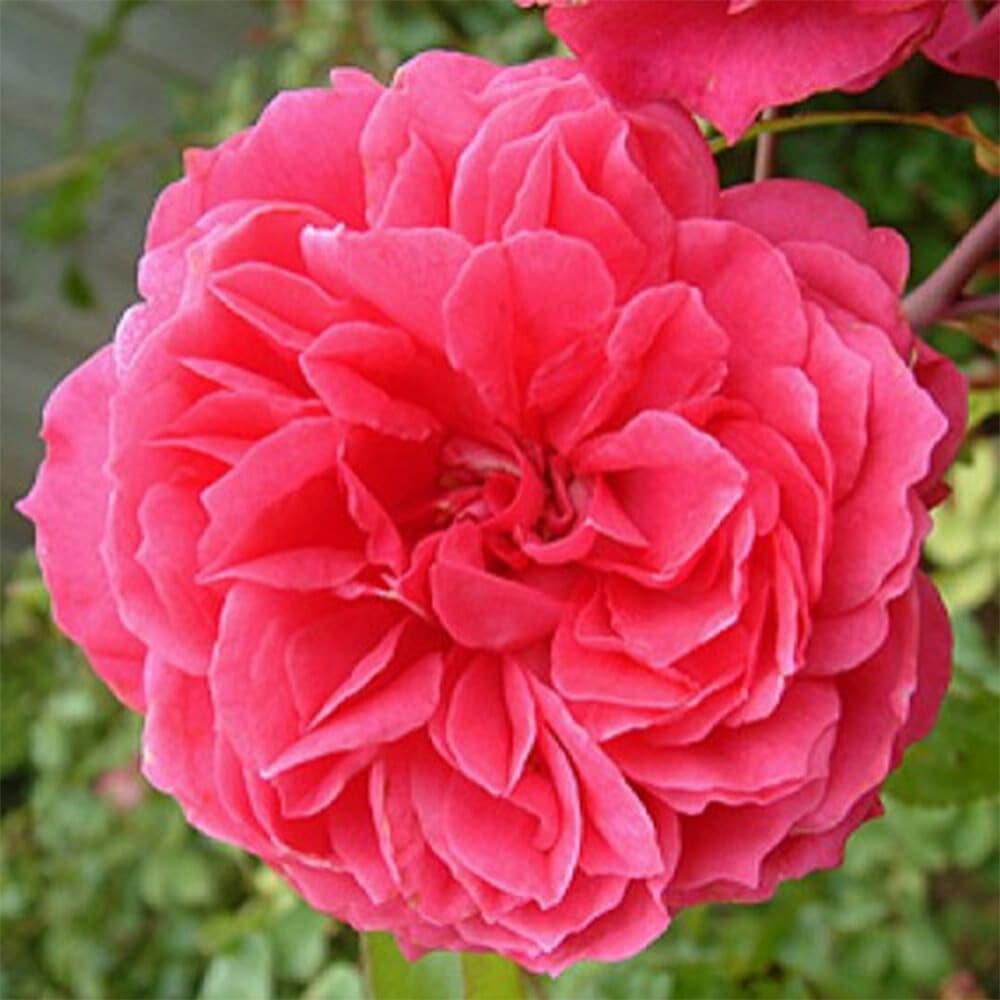 バラ苗 2年大株 4号 アイバーズ ローズ Climbing Roses B1165 自家用 花無し