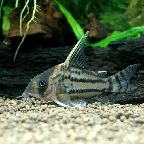 （熱帯魚）コリドラス・スーパーシュワルツィ（ワイルド）（１匹）　北海道航空便要保温　ＣＲＣ13―36―20―00―00