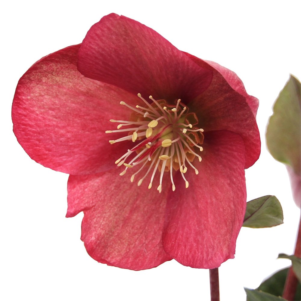 （観葉植物）クリスマスローズ　氷の薔薇　イタリアーノ・ベノッタ　５号（１鉢）　ＣＲＣ15―55―10―00―00