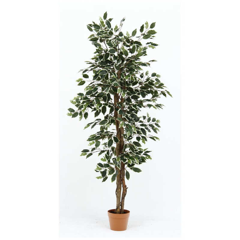不二貿易　観葉植物 フィカス 690 B　52663