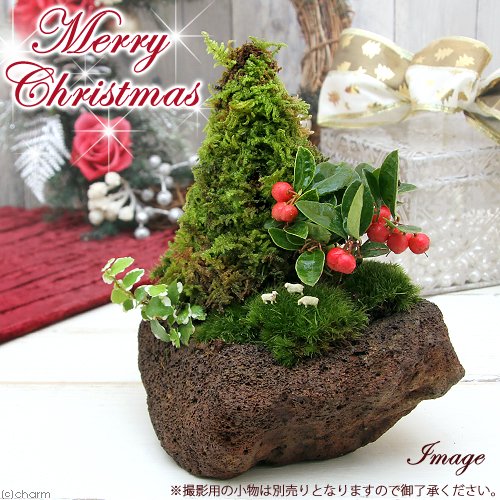 （山野草）苔盆栽　クリスマスツリー　溶岩石鉢植え（１鉢）　冬季販売ｖｅｒ　ＣＲＣ15―35―05―00―00