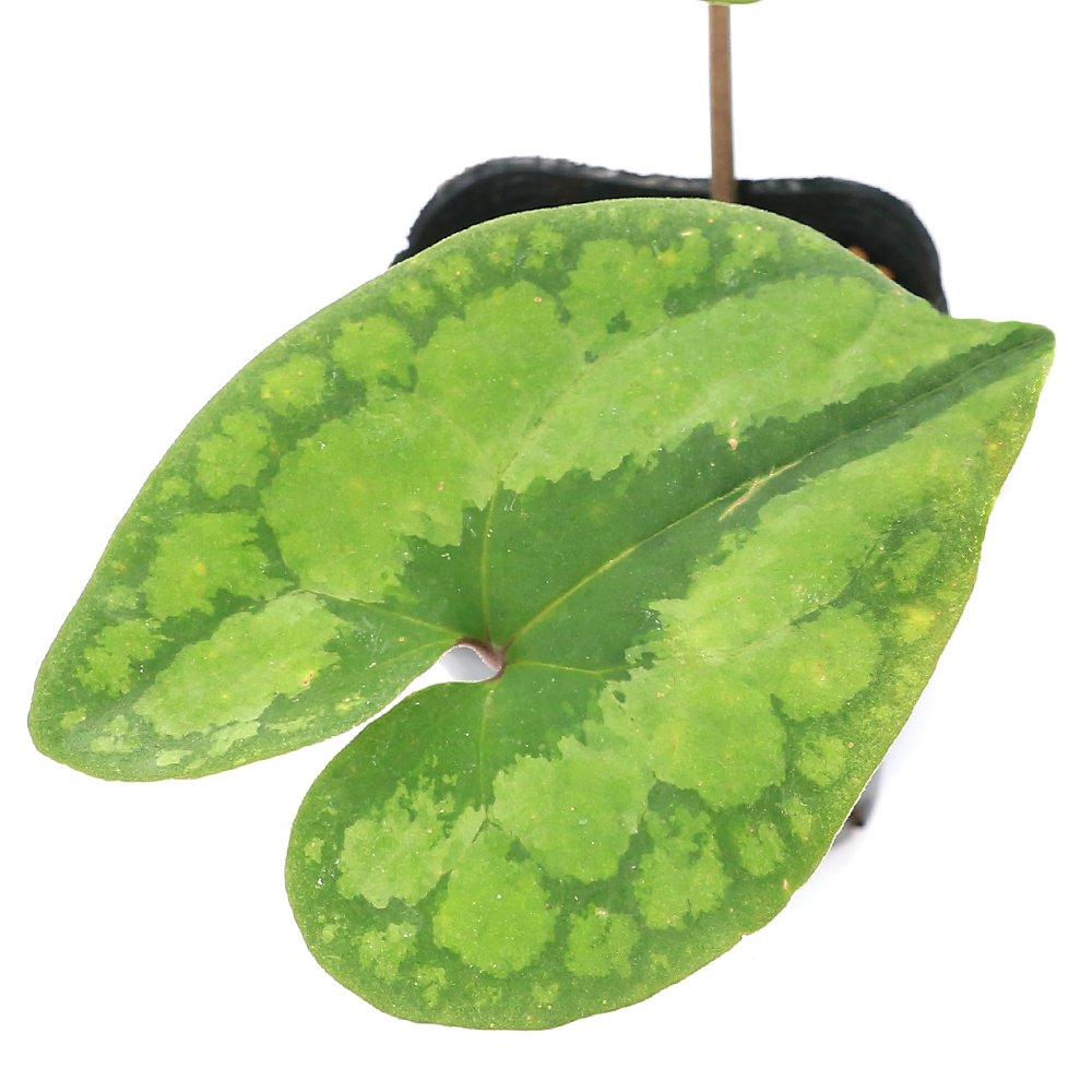 （山野草）カンアオイ（寒葵）オオバナサイシン（大花細辛）　中国　紅河谷産　３号（１ポット）古典園芸　ＣＲＣ15―35―40―00―00