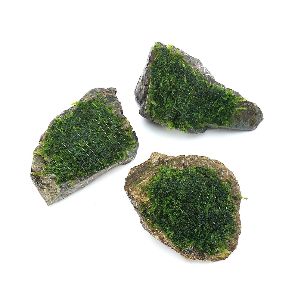 （水草）巻きたて　ウィーピングモス　風山石Ｓサイズ（約１０ｃｍ）（水中葉）（無農薬）（３個）　ＣＲＣ12―18―60―75―00
