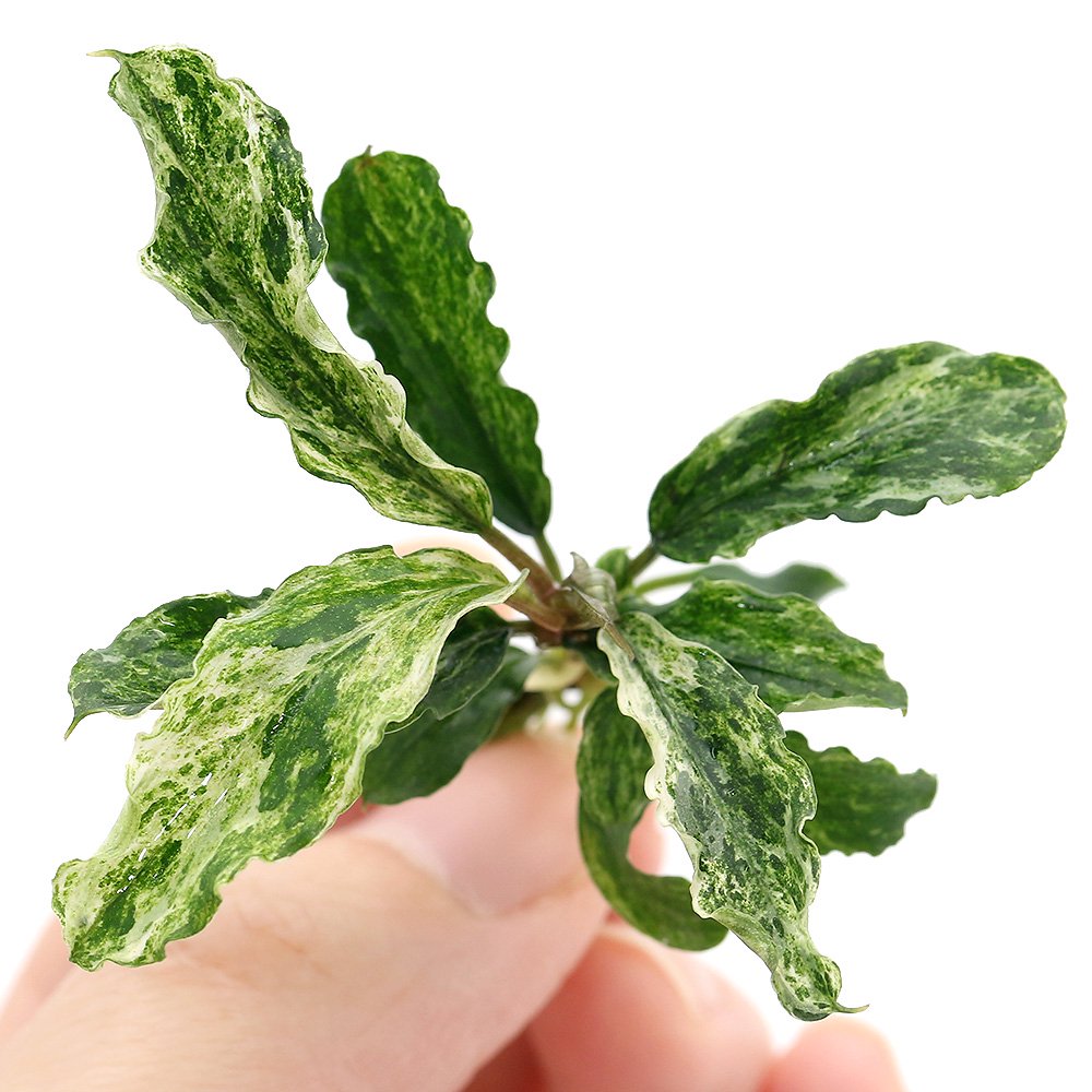 （水草）ブセファランドラｓｐ．グリーンウェービー　班入り（無農薬）（水上葉）（インボイス）（１株）　ＣＲＣ12―71―20―00―00 6,664円