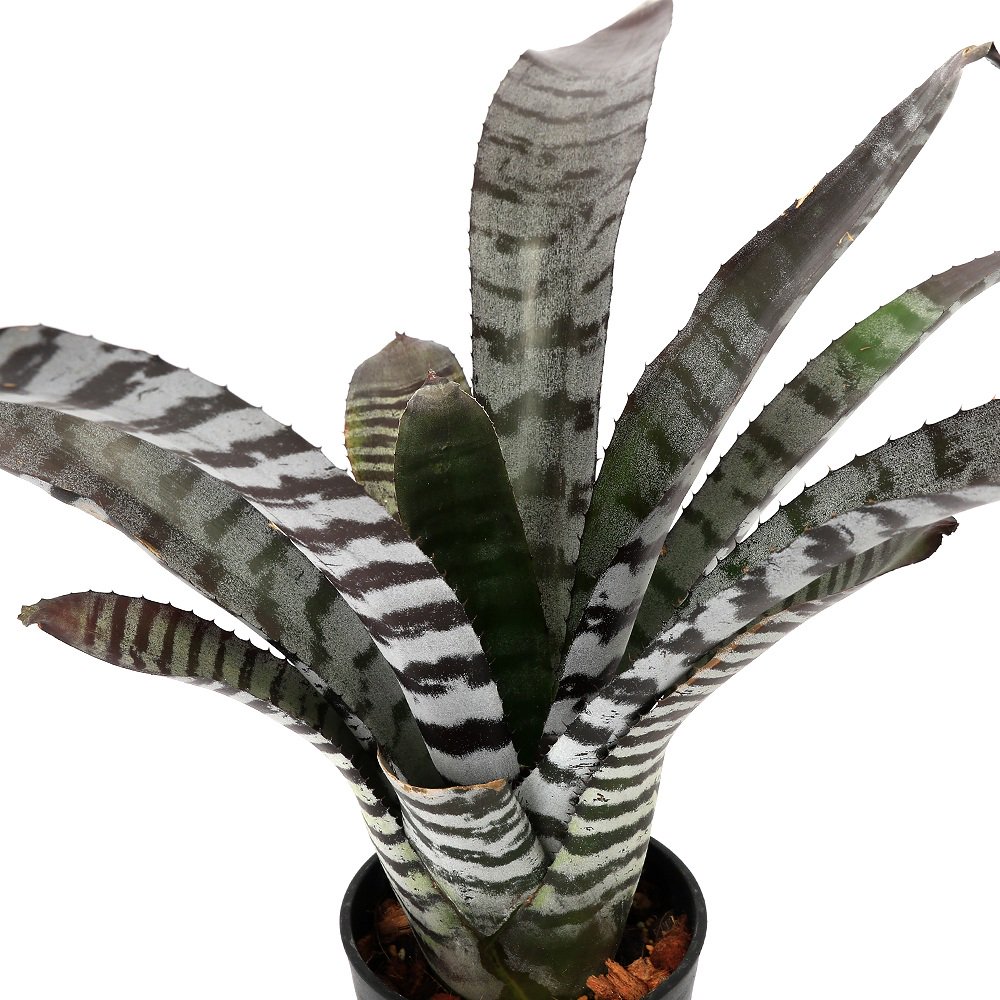 （観葉植物）エクメア　チャンティニー　’ブラックエボニー’　３．５ー４号（１鉢）タンクブロメリア　ＣＲＣ17―80―40―00―00