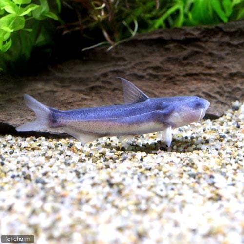 （熱帯魚）ブルーカンディル（１匹）　北海道・九州航空便要保温　ＣＲＣ13―46―00―00―00