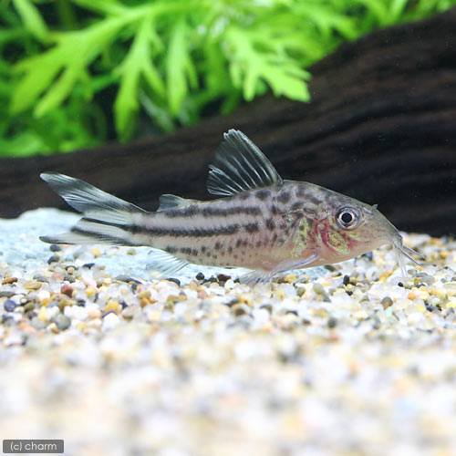 （熱帯魚）コリドラス・ロビネアエ（ワイルド）（３匹）　北海道・九州航空便要保温　ＣＲＣ13―36―50―00―00