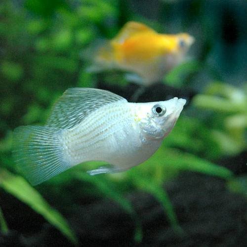 （熱帯魚）ミックスバルーンモーリー（３０匹）　北海道・九州航空便要保温　ＣＲＣ13―15―20―00―00