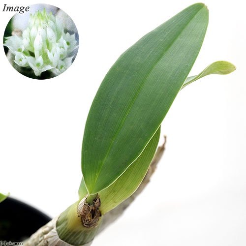 （観葉植物）洋ラン　デンドロビウム　カピチュリフローラム　２．５ー３号（１ポット）　ＣＲＣ15―63―10―00―00