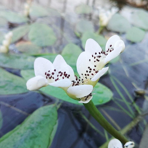 Qoo10] （ビオトープ）水辺植物 キボウホウヒルム