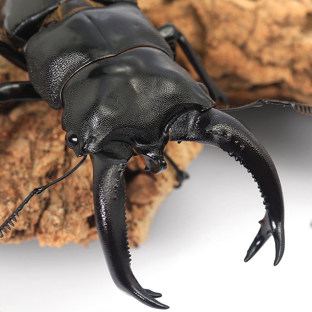 （昆虫）ブケットフタマタクワガタ　西ジャワ　Ｍｔ．Ｇｅｄｅ産　成虫　ＷＣ　７５ー７９ｍｍ（１ペア）　ＣＲＣ18―25―20―30―10