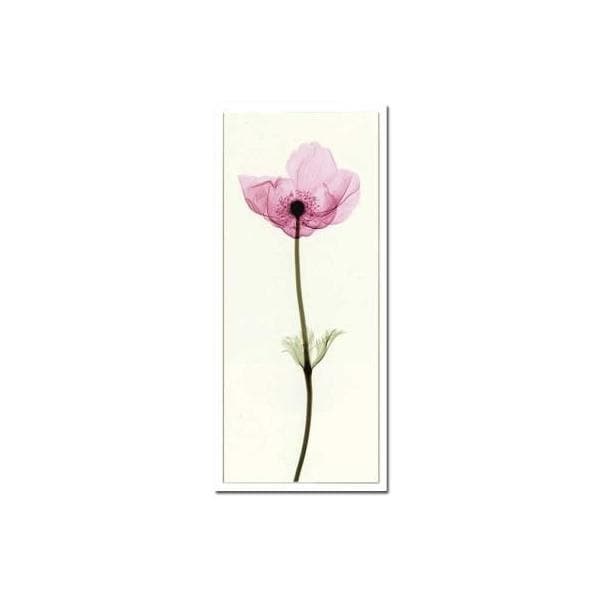 アートパネル アートポスター 額入り Steven N. Meyers X-Ray フラワー 花 ガラスフレーム 壁掛け インテリア おしゃれ Anemone I 35x75cm
