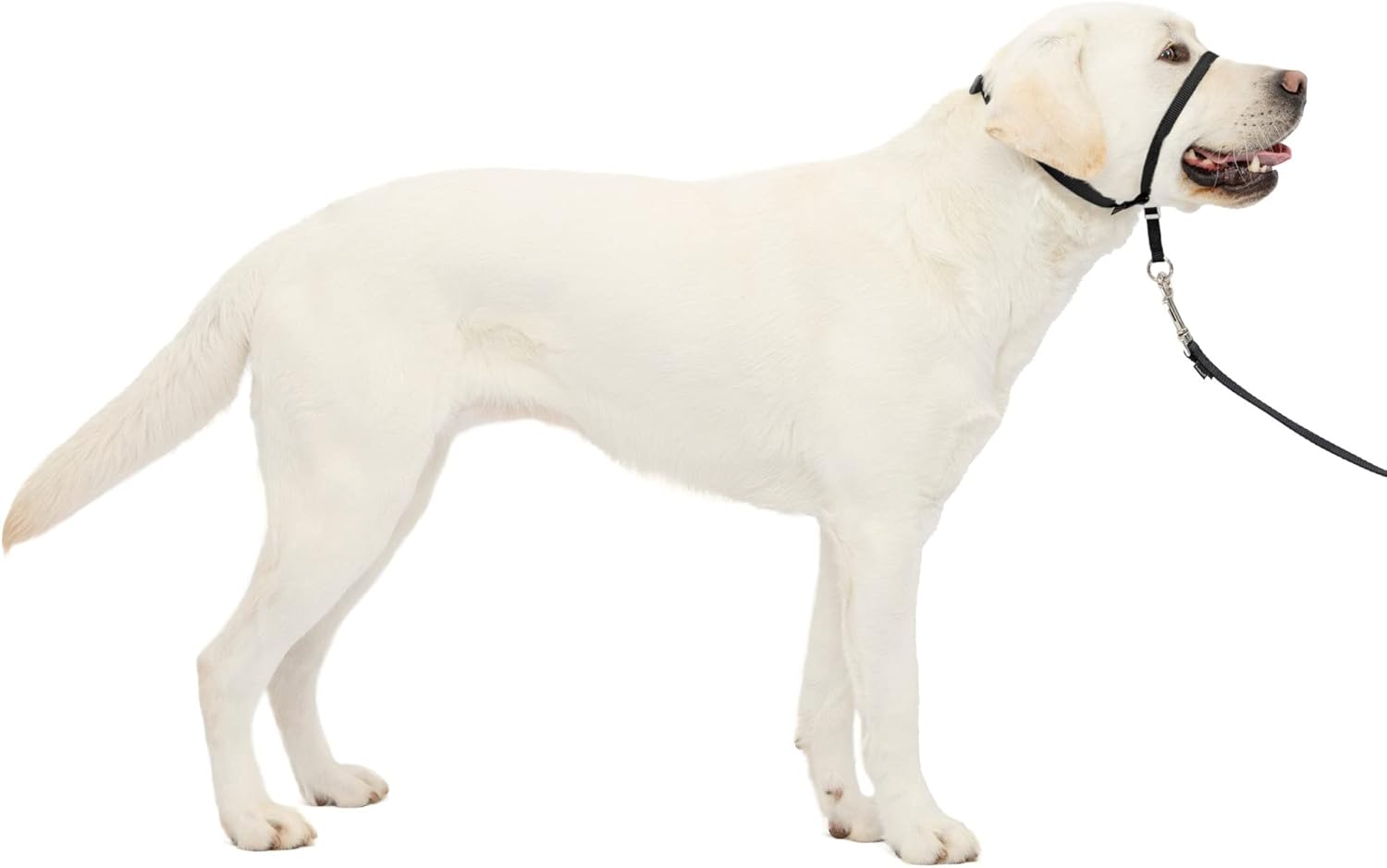 PetSafe（ペットセーフ）犬の引っ張り防止グッズ ジェントルリーダー ヘッドカラー ブラック Lサイズ