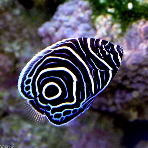 （海水魚）ヤッコ　マニラ産　ウズマキヤッコ　Ｓサイズ（１匹）　ＣＲＣ26―30―05―30―00 6,869円