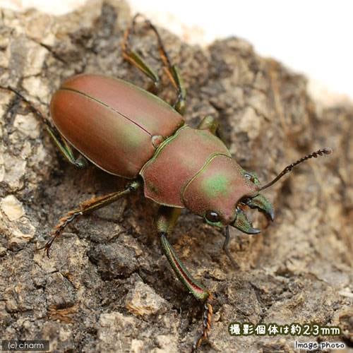 （昆虫）コツヤクワガタ　マレーシア産　成虫　ＷＤ　サイズフリー（１ペア）　北海道・九州航空便要保温　ＣＲＣ18―25―20―30―10