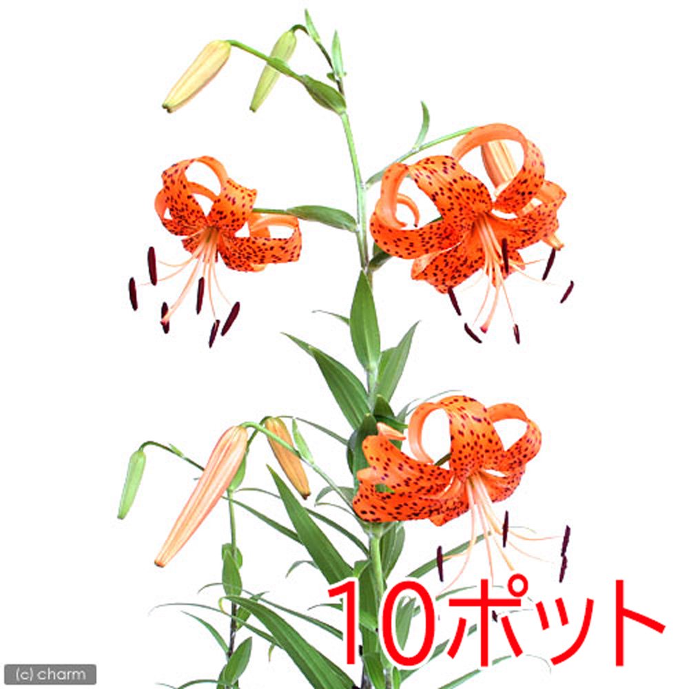 （山野草）ユリ（百合）オニユリ（鬼百合）（休眠株）２．５ー３号（１０ポットセット）　ＣＲＣ15―35―14―00―00