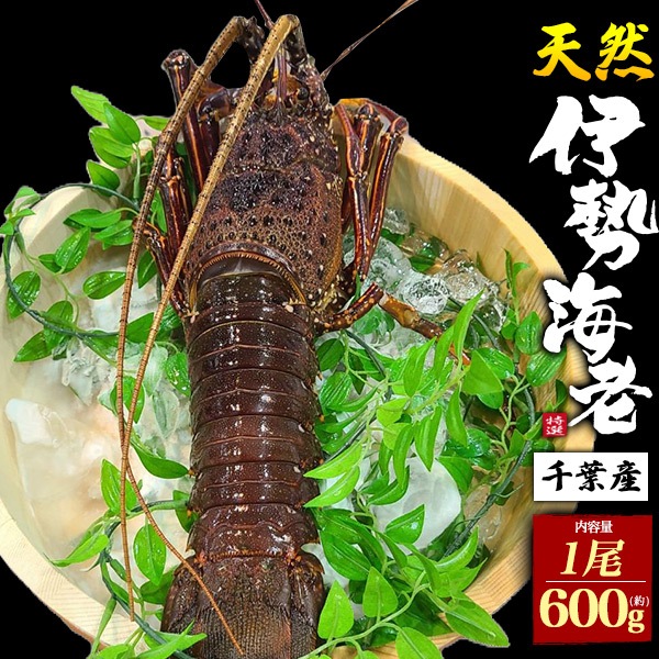 千葉県産　天然伊勢海老　1尾　約600g　お刺身やステーキやお味噌汁に！　食べ方ガイド付き　高級食材　エビ　ご褒美　贈答用　熨斗　ギフト　贈り物　内祝い