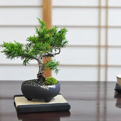 盆栽 ミニ真柏【ミニ盆栽 bonsai ぼんさい しんぱく 初心者 入門 ギフト ラッピング 人気】 5,382円