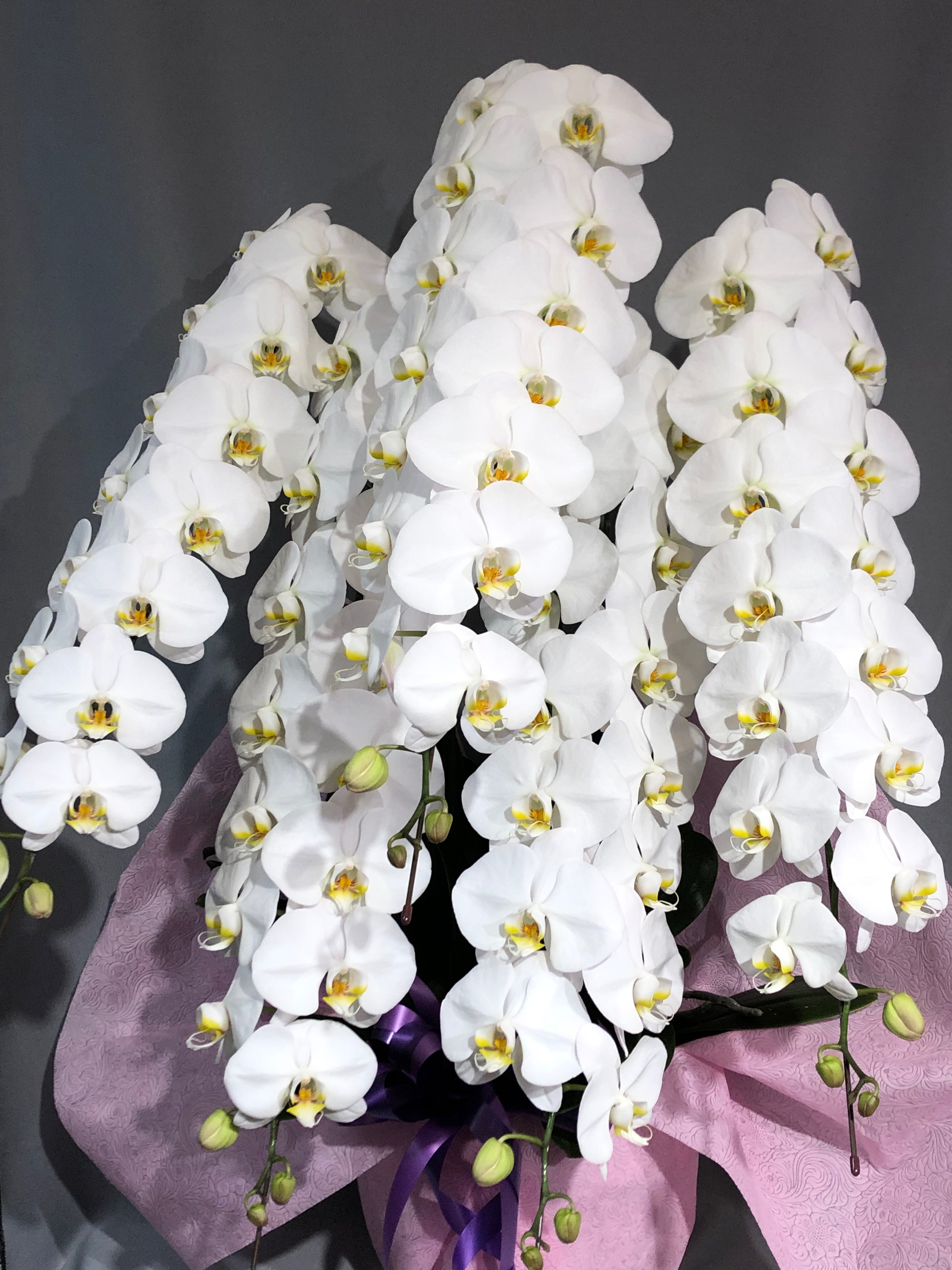 商品ID 7992 胡蝶蘭　白　５本立ち　生花